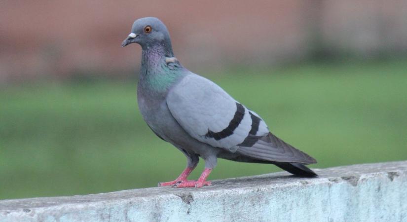 Hihetetlen kreativitás: súlyos következményei lehetnek a városi madarak találékonyságának