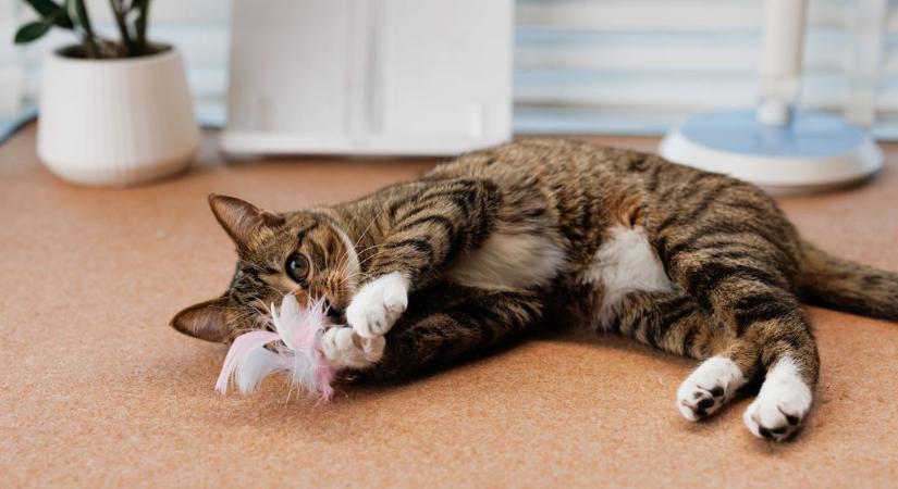 Nem várt dolog derült ki a macskákról egy új kutatás során: máshogy működnek, mint sejtettük