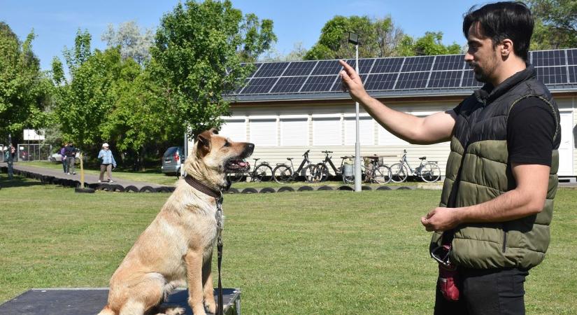 Kutyaszépségverseny, izgalmas bemutatók, gyerekprogram – így készülnek a mentőkutyák világnapjára Jászberényben