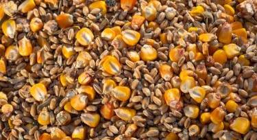 Elszállhat a búza és a kukorica ára