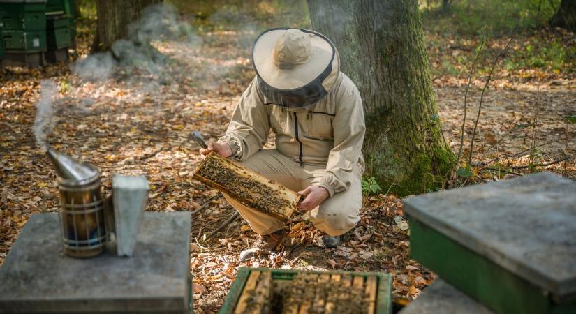 Az akác 3500, a hárs 3000 - pusztító a szárazság, de reménykednek a somogyi méhészek