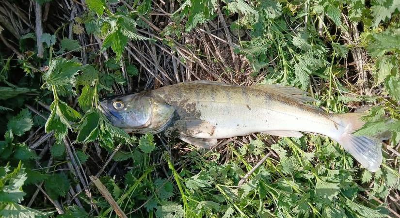 Mérgezés a Kaposon: kábult, vergődő halakat, haltetemeket visz a víz, feljelentést tettek