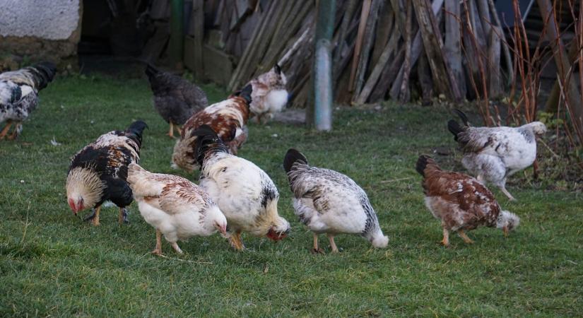 Feloldották a korlátozásokat, megszűnt a baromfik kötelező zártan tartása