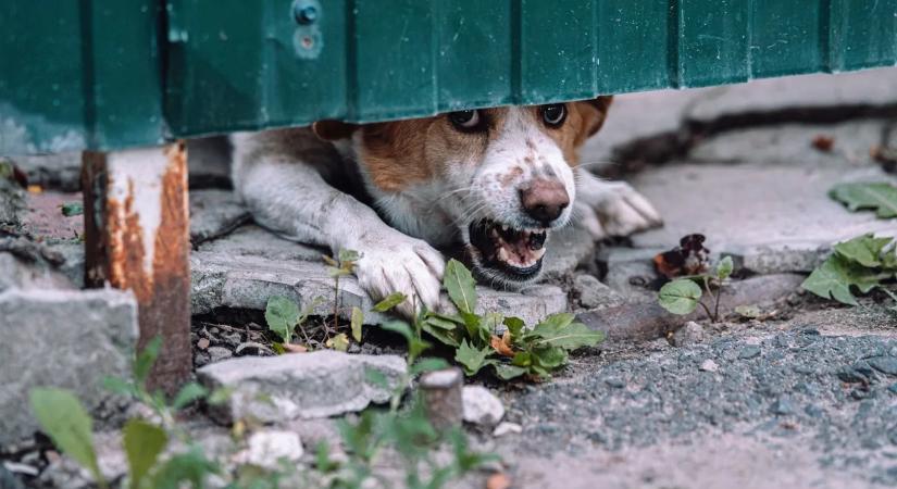 Saját kutyája végzett brutális módon a fiatal nővel