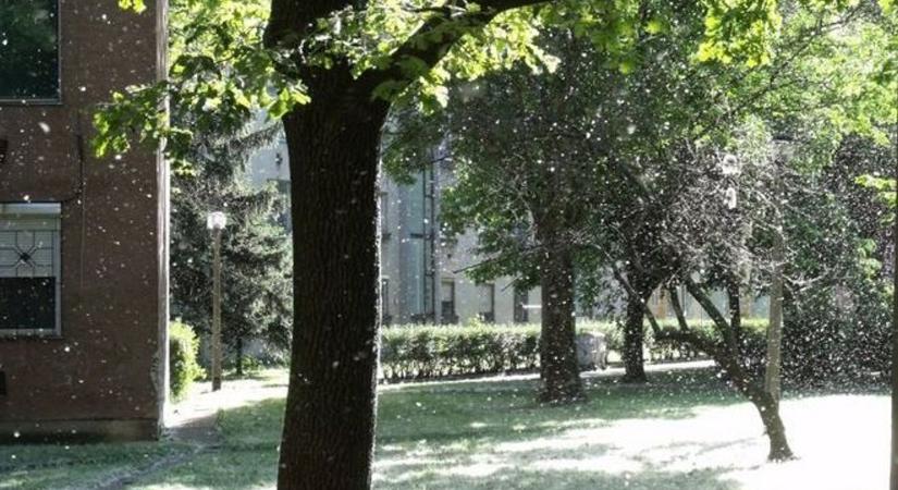 Szinte mindent beterít, ezért bosszankodnak most a szegediek