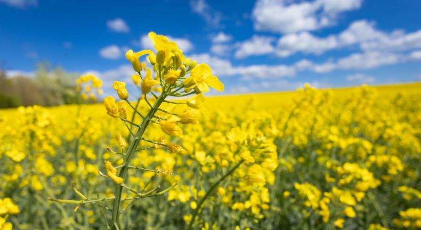 Sárgába borult a táj: gyönyörű képeken a repceföldek Komárom-Esztergomban
