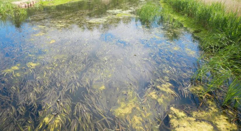 Trópusi hínár lepte el a Hévízi-kifolyót