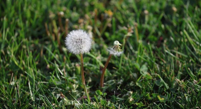 29 perc alatt ötöt vágott a szuhogyi Ronald(o), majd stílusosan elhagyta a pályát