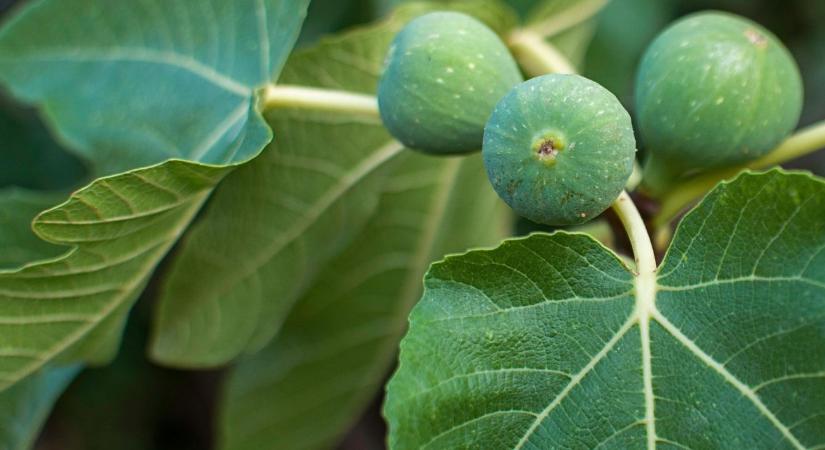 A fügések fekete tele: Miért fagytak el az öreg bokrok is?