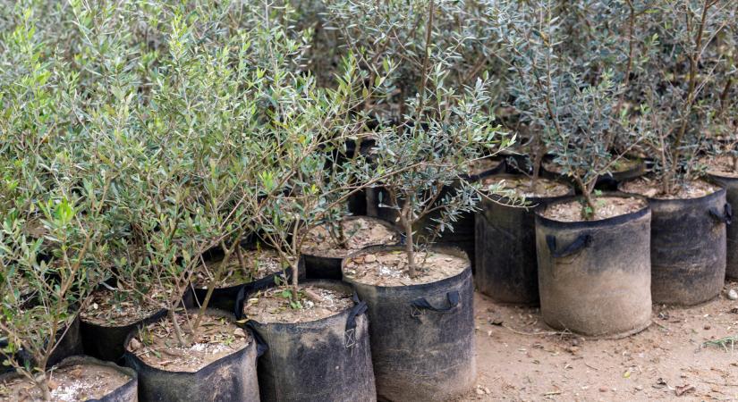 Lecsapott a Nébih az ónodi vásáron: kemény vége lett az ellenőrzésnek