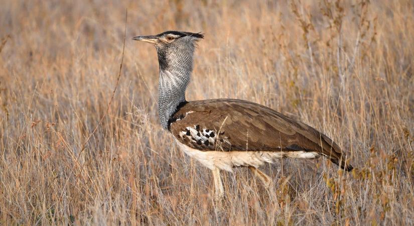 Nagyon népszerű a hajnali túzokles