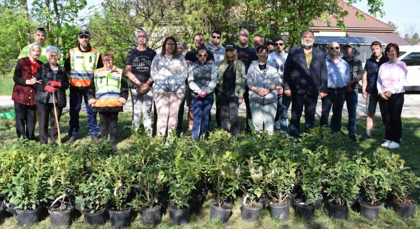 Valóra válik a régi álom: zöld sövény nő a Colorchemia-lakótelepen