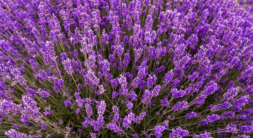 Levendula metszése: mikor és hogyan érdemes visszavágni?