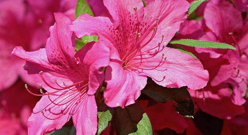 Rhododendronvirágzás Vas megye arborétumaiban