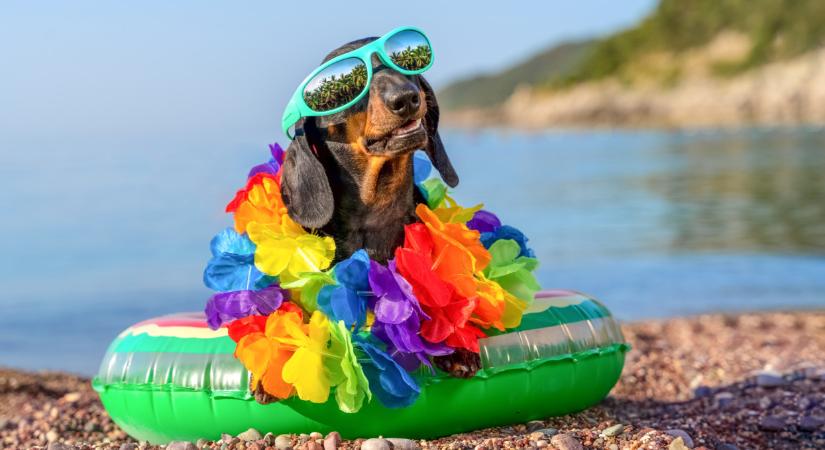 Évek óta tartó vita zárulhat le a Balaton fővárosában: jöhet a kutyás strand, akár két helyszínen is