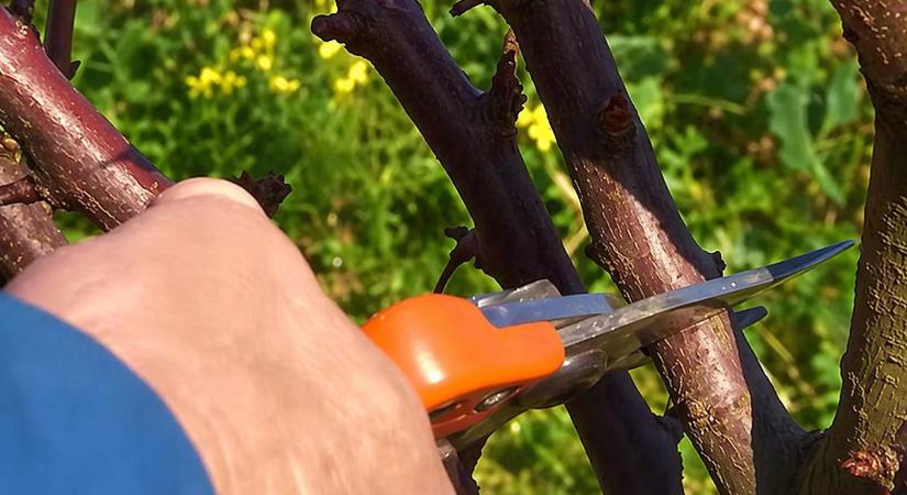 Ne tedd tönkre a kerted: ezeket a fákat soha ne metszd meg nyáron