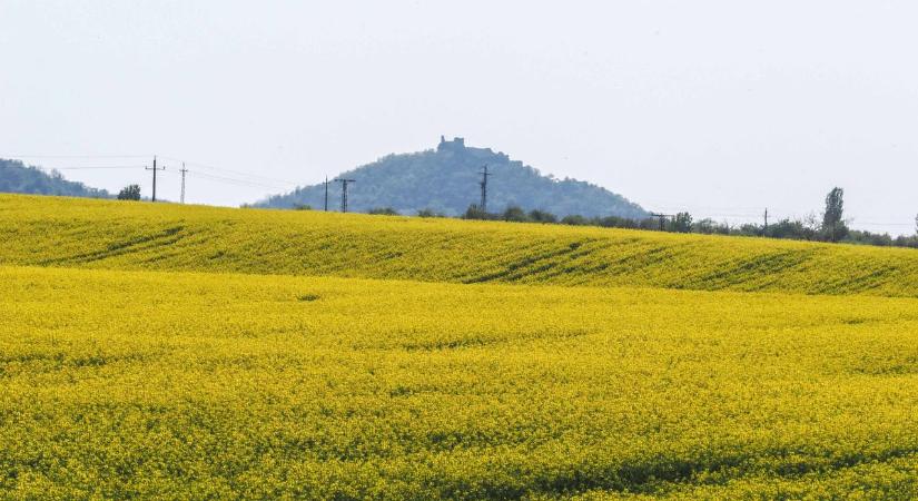 A sárga, ami mindent visz: újra hódít a repce (galéria  videó)