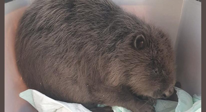 Valaki felnyomta az Rókalest a kormányhivatalnál egy hód megmentése miatt, felszólítást kaptak