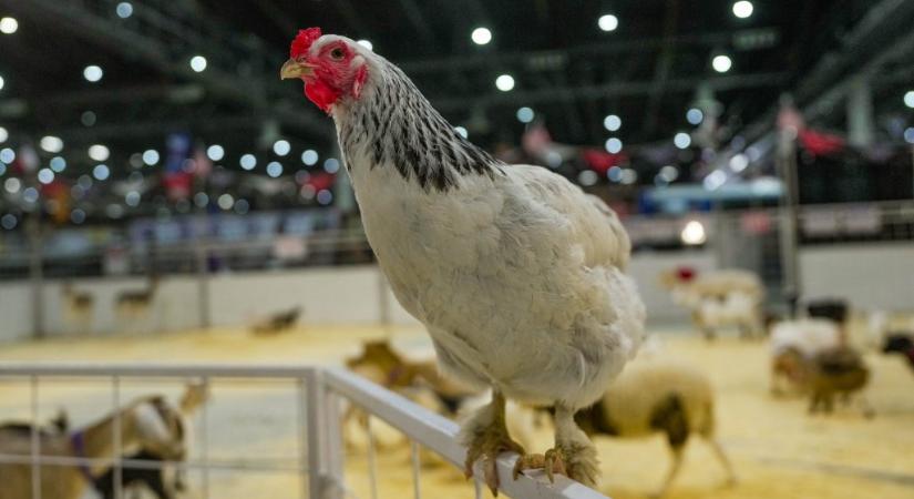 Tényleg él még a csirke a lefejezése után?