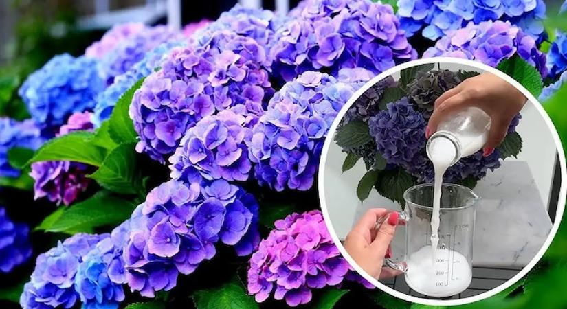 Megmutattam a szomszédnak, mit öntök a hortenzia alá, és azóta nála is minden virágba borult