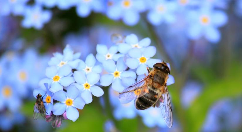 Gyerekeknek és felnőtteknek is szól a Föld Napja vásárhelyi programja