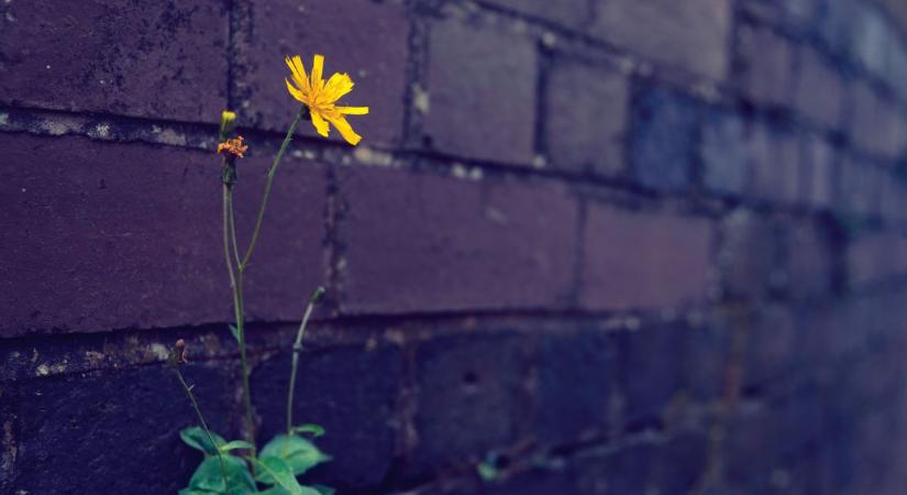 Súlyos terhet kaptunk a lelkiismeret adományával