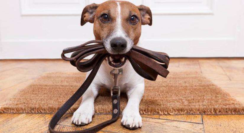 Így tanítsd meg a kutyád fegyelmezetten sétálni: a tiktoker lépésről-lépésre elmagyarázta