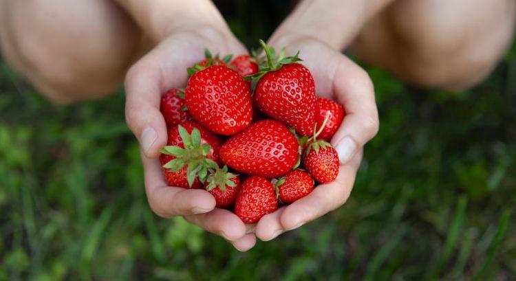 Új szamócarendszerrel gyorsít a gépesítés