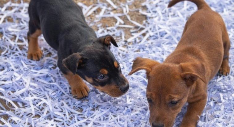 Tacskókat a minisztériumokba: a kölyökkutyák imádják az iratdarálós kormányváltást