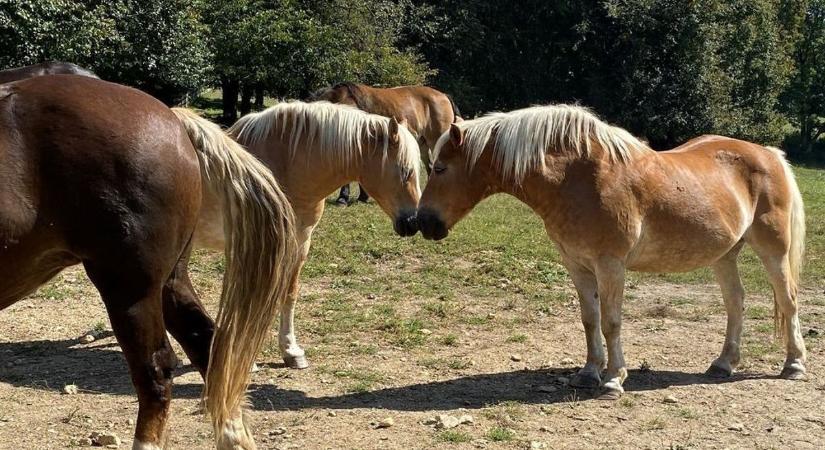 A Kassai Lovasíjász Iskola érkezik a Bakonyba, és póni-, csacsiápolásra is hív az ingyenes program