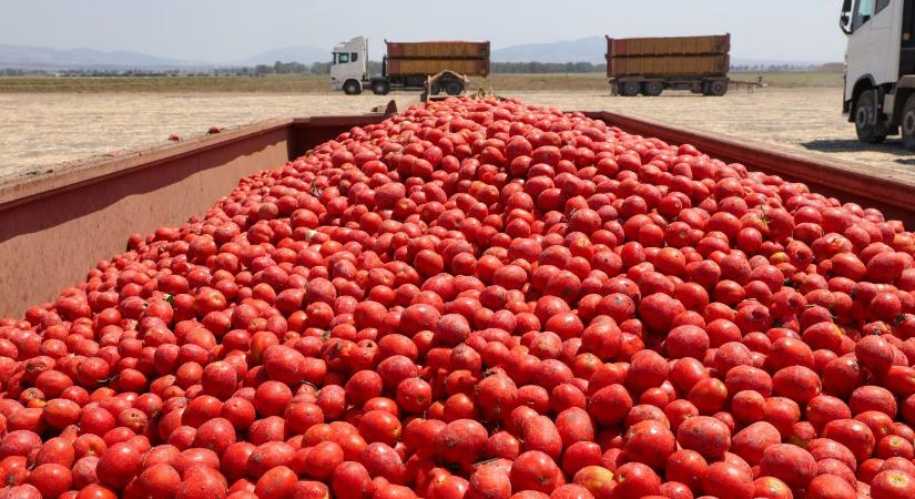 Megszületett a paradicsom-alku, de a gazdáknak szorosabbra kell húzni a nadrágszíjat