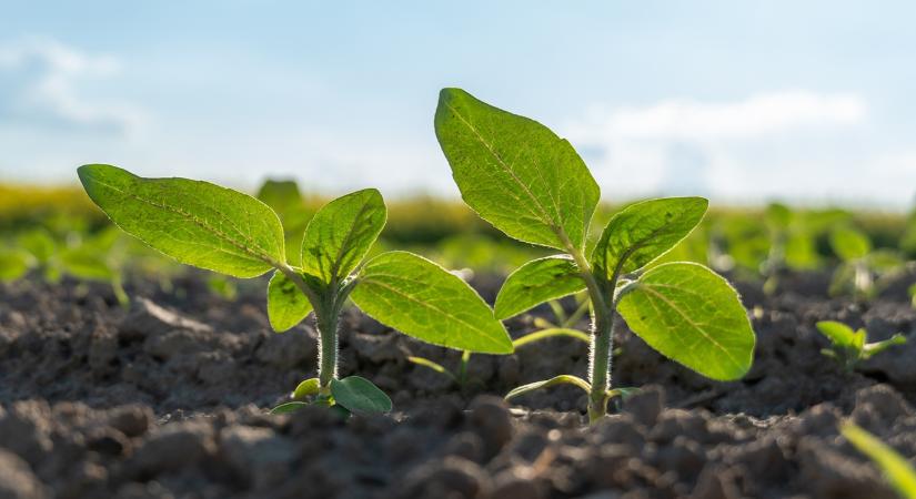 Eldőlt a területi verseny a tavaszi növények között: jól döntöttünk?