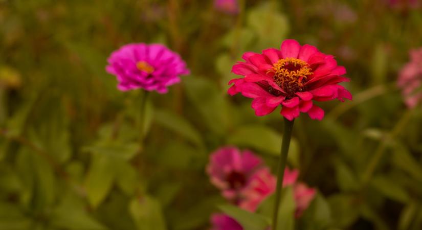 Csodaszép, könnyen nevelhető egynyári virág – Ezért ültesd most a kertbe