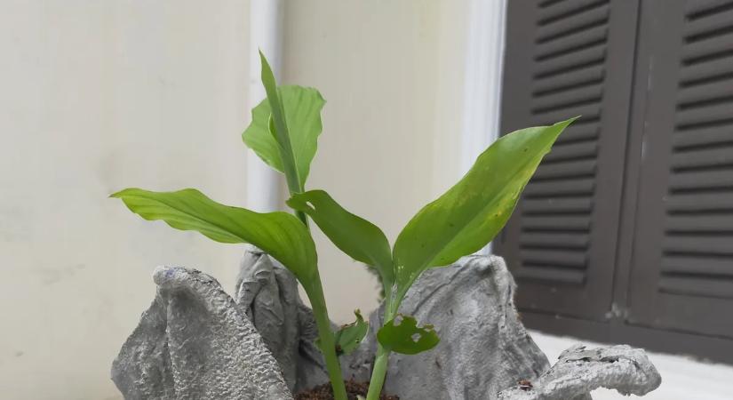 Új divat a kertben: mindenki erre használja a régi rossz törölközőt