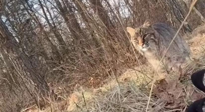 Pulykákra vadászott a tinédzser, tudta nélkül őrá pedig egy vörös hiúz – videó