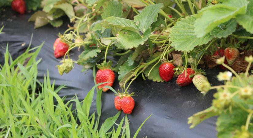 Eper gondozása tavasszal: így lesz bőséges és zamatos a termés