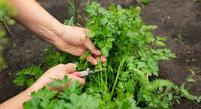 Petrezselyem vetése: ezen a pár apróságon múlik, hogy kikel-e
