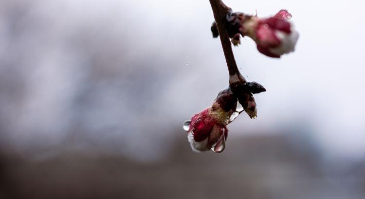 Fagykár után erre figyeljen minden termelő