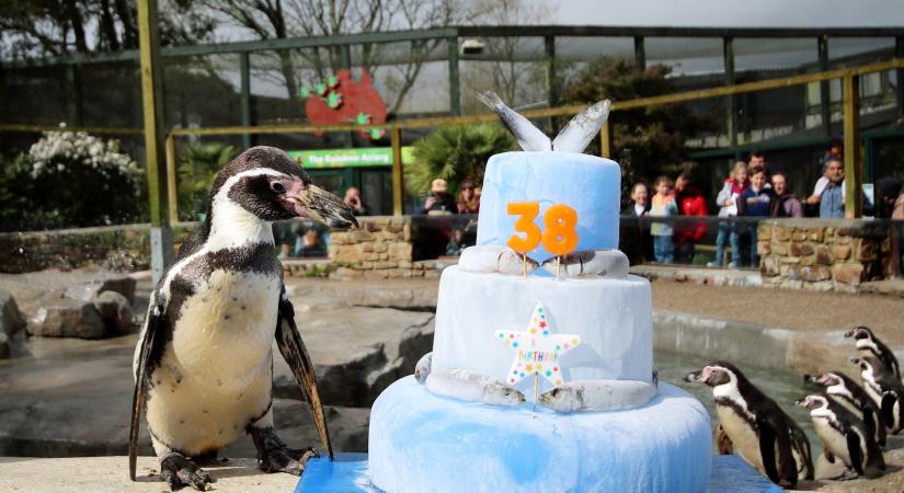 38 gyertya helyett szardínia: Így ünnepelt Spneb, a világ legidősebb pingvinje