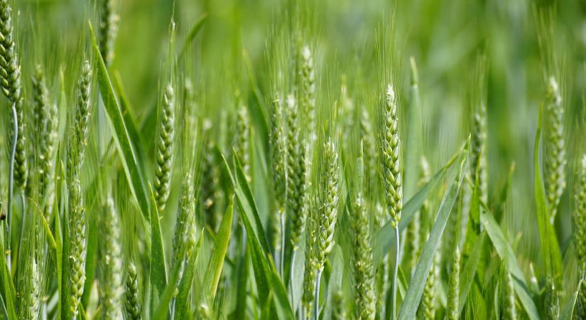 Felhívást tettek közzé a Magyar Vidéki Paktum kezdeményező szervezetei