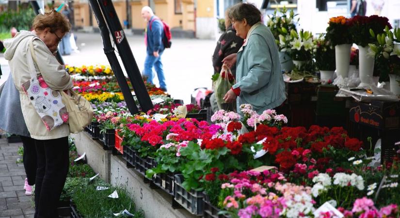 Megvan a nyár slágervirága? Meg se kottyan neki a tűző nap, késő őszig kerted éke lehet – fotókkal, videóval