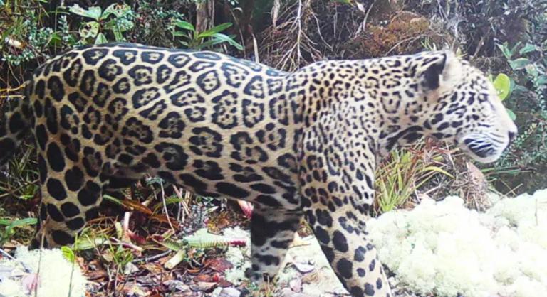 Csajozni ment, tíz év után újra lefényképezték a világ legritkább ragadozóját