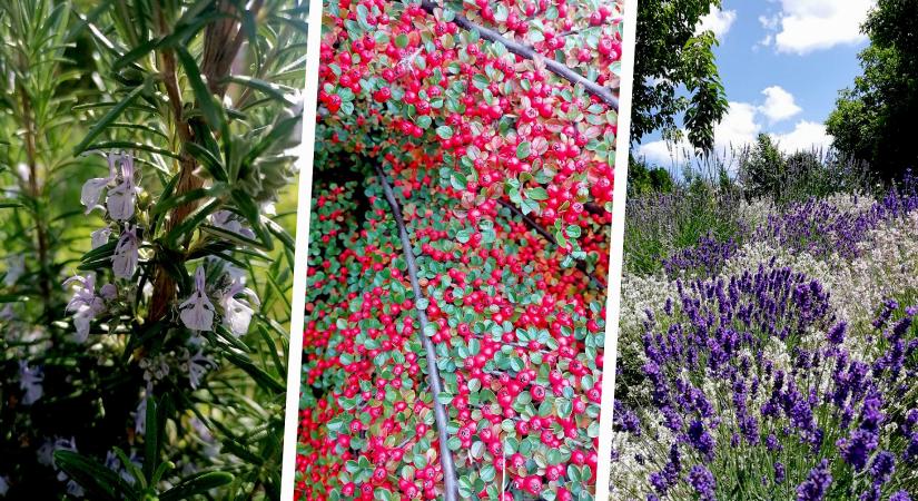 Rézsűt megkötő növények