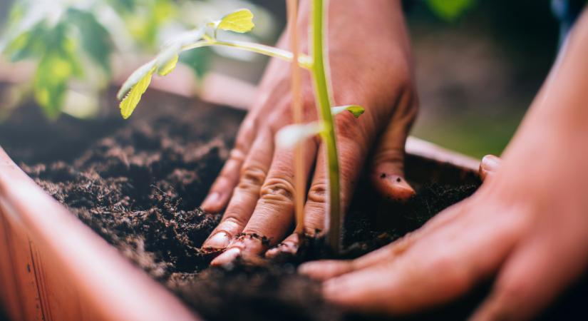 Egyre több magyar ültetheti ezt a zöldséget: sokan már tudják, aranyat ér