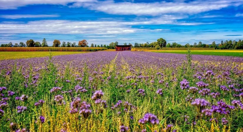 Mi minősül folyamatos borítottságnak az AKG-ban? Tisztázták a mentesülés feltételeit