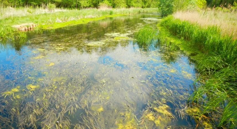 Aggasztó felfedezés a Hévízi-tónál: veszélyes növény terjed a Balaton felé