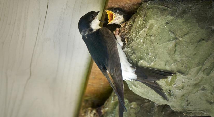 Elképesztő rovaráradatra készülhetnek a magyarok: súlyos, ami ránk vár