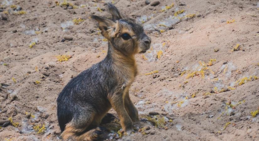 Kiakadt a cukiságmérő: így hempergőzik a homokban a nemrég született nagymara-bébi Szigethalmon – videó