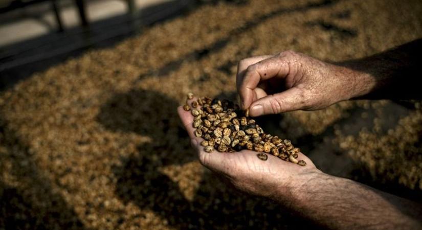 Tragikus hír a kávézóknak: lehetne olcsóbb, de jó darabig még nem lesz