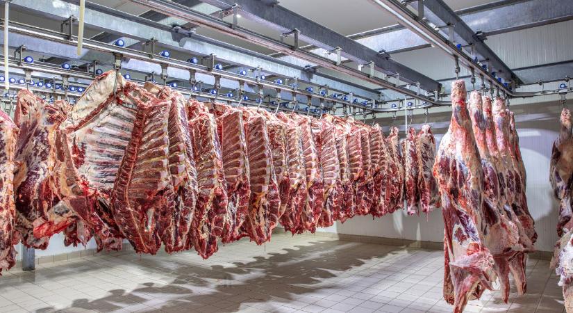 Súlyos mínuszok a sertésnél, brutális pluszok a marhánál – Kinek éri meg idén az állattartás?